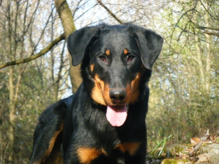 Cora des Gaillards des Terres Froides