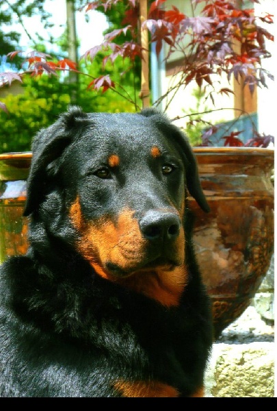 Dante eliott des Gaillards des Terres Froides