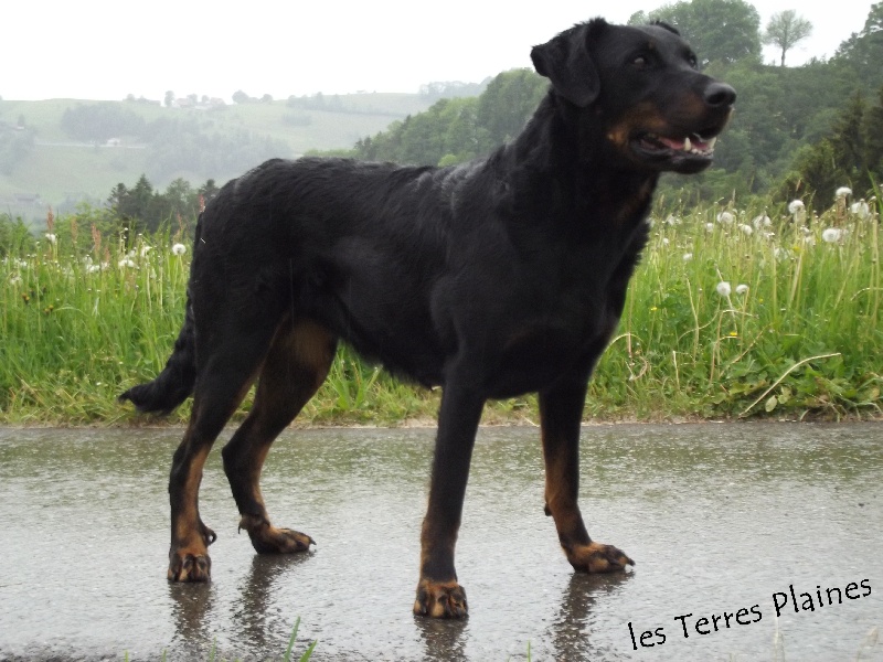 CH. Chanel des Gaillards des Terres Froides