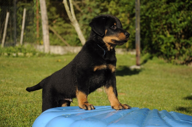 Goliath des Gaillards des Terres Froides