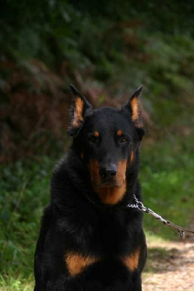 Urus des Gaillards des Terres Froides