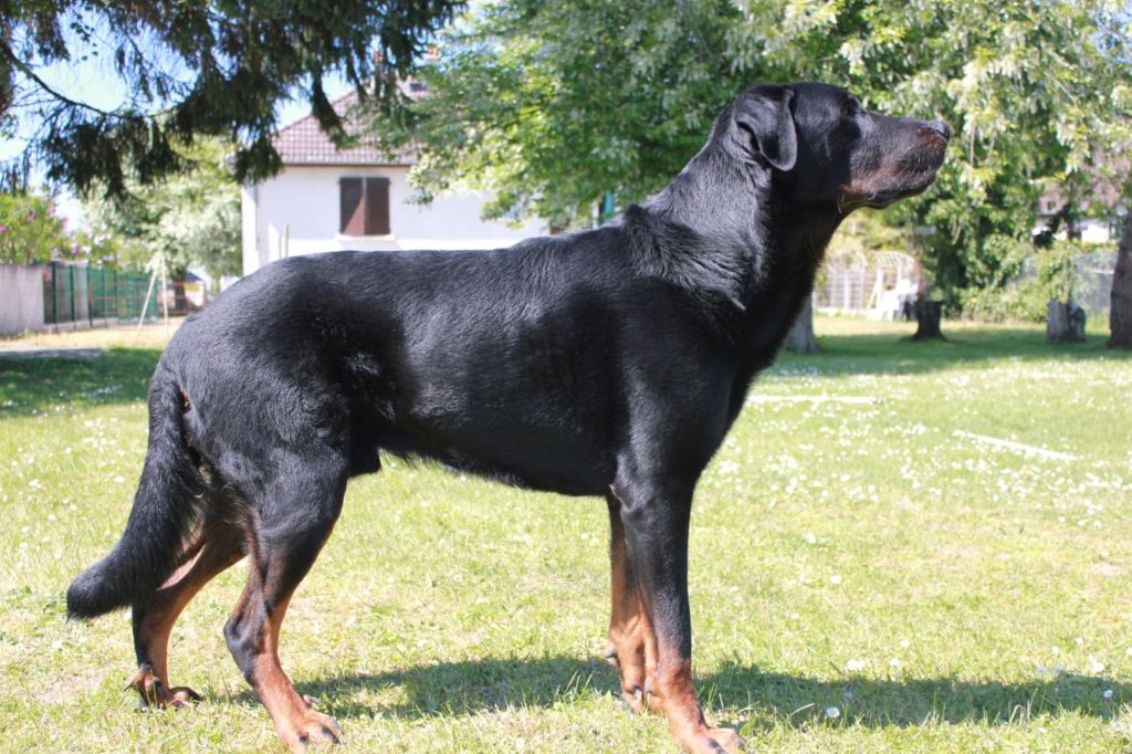 Ikhan des Gaillards des Terres Froides