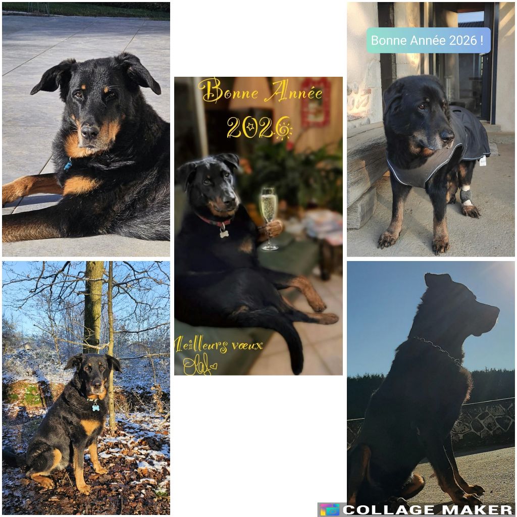 des Gaillards des Terres Froides - Heureuse année 2026 les amis