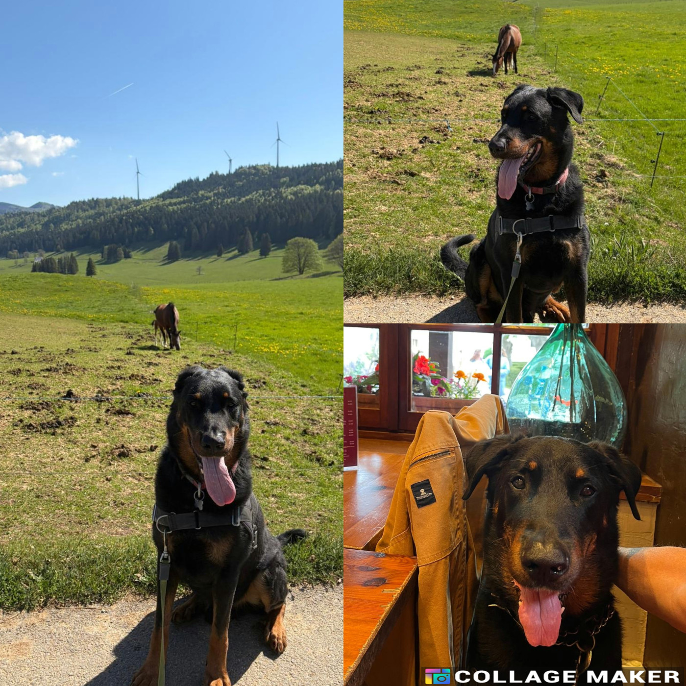 des Gaillards des Terres Froides - OLAF en balade