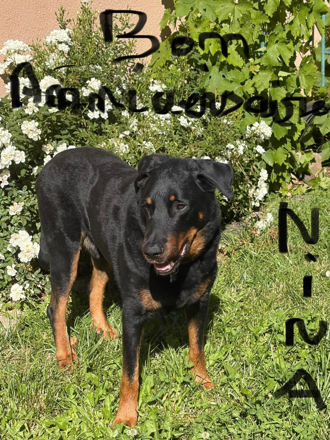 Joyeux anniversaire NINA de la part de OLAF