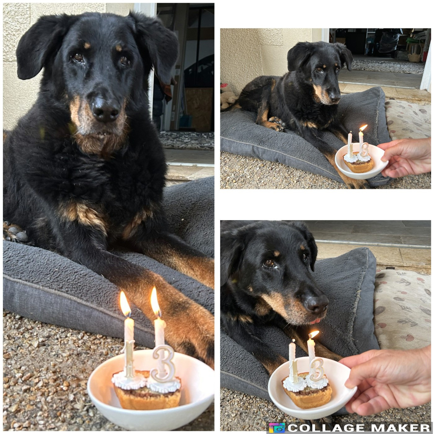 des Gaillards des Terres Froides - Joyeux anniversaire I'ABBY 13 ans