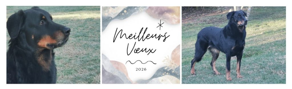 des Gaillards des Terres Froides - Bonne année 