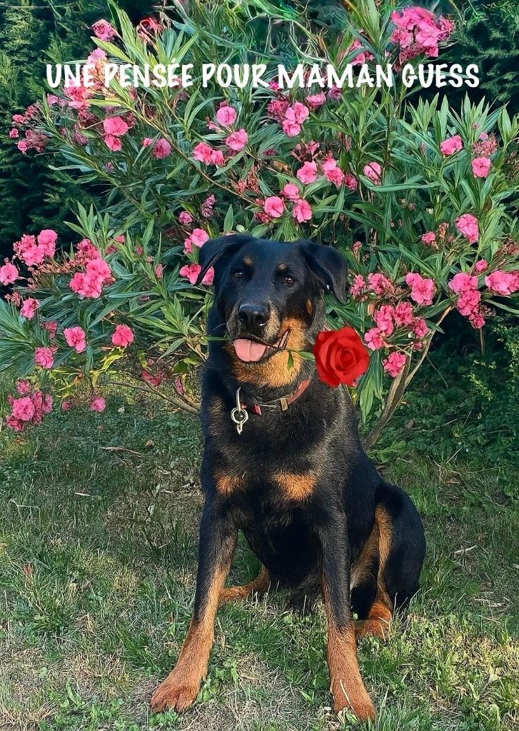 Joyeux anniversaire à GUESS tout là-haut.