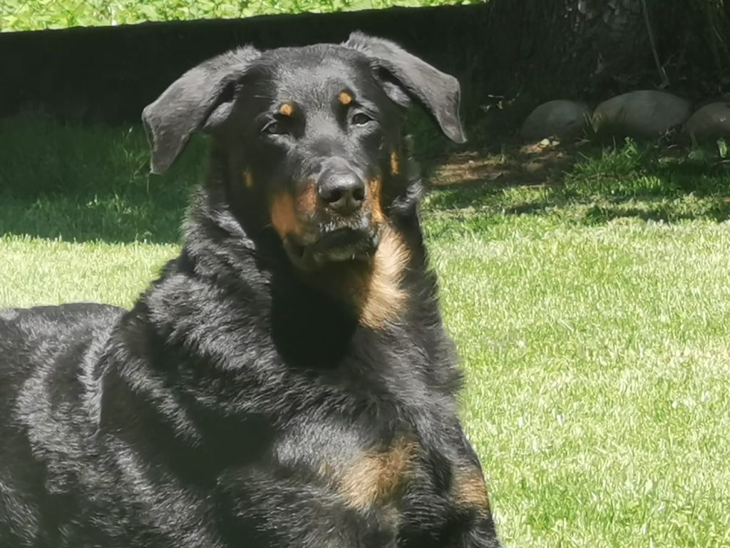 NINA